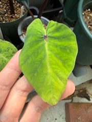 速達発送❣️太幹立ち7株 斑入り芋付きくわずいも クワズイモ - メルカリ