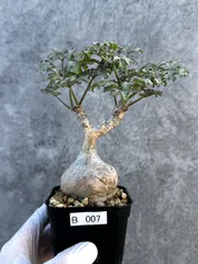 【極美株/塊根植物】キフォステンマ　ベティフォルメ　ナローリーフ　現地球・発根済 極美株/塊根植物】キフォステンマ ベティフォルメ ナローリーフ 現地球