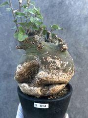 ケラリア ピグマエア 現地球 発根済み 盆栽株 幹太 塊根植物 陶器鉢