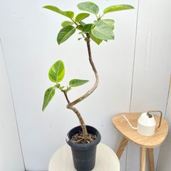 フィカス S字仕立て 90㌢程 - メルカリ