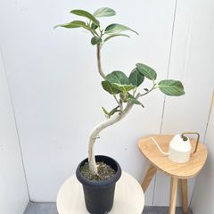 新芽動いてます♡】フィカスベンガレンシス ゴムの木 曲がり - メルカリ