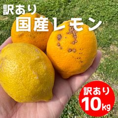 特別栽培木成りレモン10kg愛媛産 - メルカリ