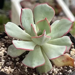 多肉植物☆ストリクチフローラノヴァ★抜き苗(根付き)