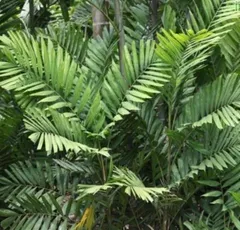レア　Ptychosperma macarthurii マッカーサーヤシ  アカジュズヤシ　ヤシ　熱帯植物　種子　有用植物　インドアグリーンのサムネイル