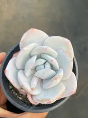 新入荷　10株の抜き苗セット　ユキレン　多肉植物　佐川急便発送　エケベリア　セダム　韓国苗　CY1084