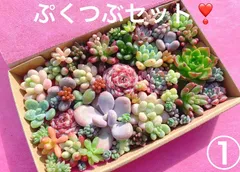 ① クーポンあり❣️ぷくつぶセット❣️パープルヘイズ入り　寄せ植えセット　カット苗　ピンク多肉　多肉弁当　美人　エケベリア　セダム　パキフィツム　チーズ　韓国苗入り