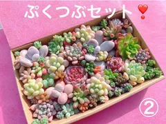 ② クーポンあり❣️ぷくつぶセット❣️パープルヘイズ入り　寄せ植えセット　カット苗　ピンク多肉　多肉弁当　美人　エケベリア　セダム　パキフィツム　チーズ　韓国苗入り