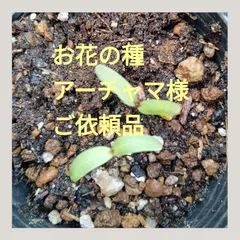 お花の種　アーチャマ様ご依頼品