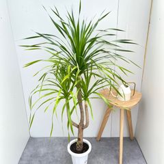 ドラセナ☆ユッカ エレファンティペス☆幸福の木☆観葉植物☆大きめ！ ドラセナ☆ユッカ エレファンティペス☆幸福の木☆観葉植物☆大きめ