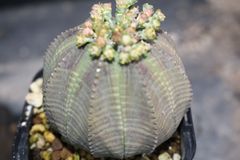 種子3粒」ボスウェリア オクルタBoswellia occulta - メルカリ