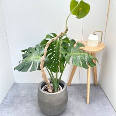 観葉植物 モンステラ 大きめ 根上がり 引き取り限定 - メルカリ