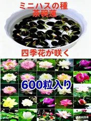 2026年最新】茶碗蓮 種の人気アイテム - メルカリ