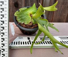 ハエトリソウ 'ダブルトラブル' 食虫植物 - メルカリ