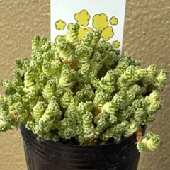 アクレアウレウム❣️セール‼️札付き❗️多肉植物　抜き苗