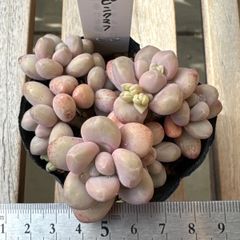 古都の葉さん苗❣️スプリングワンダー×ロッティ❣️多肉植物 2カット