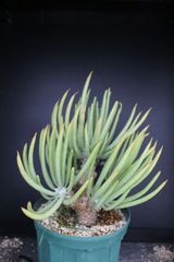 多頭しっかり塊根！ レウコスリクス チレコドン 多肉植物 塊根植物