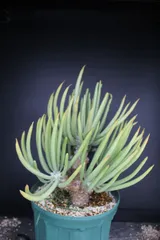 『奇峰錦 』　チレコドン　ワリチー　/　Tylecodon wallichii　冬型塊根植物　南アフリカのサムネイル