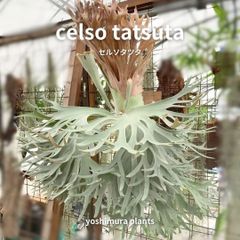 胞子] celso tatsuta セルソタツタ ビカクシダ - メルカリ