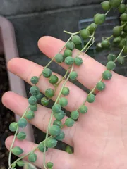 多肉植物　グリーンネックレス　2本　10cm　カット苗