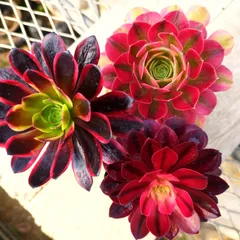 多肉植物 アエオニウム 3種セット 抜き苗