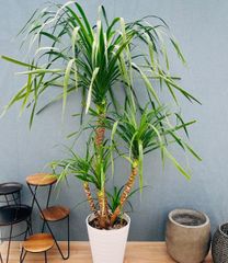 現品 トックリラン ポニーテール ノリナ 33番 特大 観葉植物 ドライ