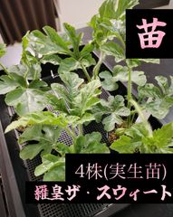 ハヤトウリ 種 苗 5個 富士山麓産 - メルカリ