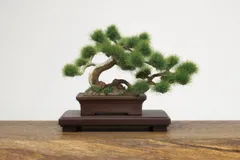 1/12 ザ・盆栽 プラスチックモデルキット -壱-のサムネイル