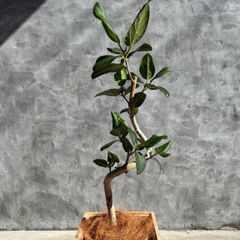 超メルカリ市便乗商品】富貴蘭「工藤羆」+「木瀬羆」若木二点セット