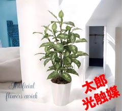 光触媒 人工観葉植物 ウォールグリーン フェイクグリーン フィカス 