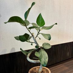 引取特価】【希少】破格！ジャワゴムの木約130cm 8号鉢 - メルカリ