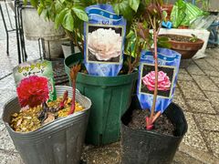 週末特価！3鉢価格⑧芍薬 シャクヤク 苗 サラベルナール ラテンドール