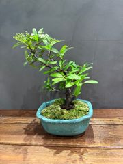 斑入りマサキ 盆栽 株立 希少 樹高38㎝ - メルカリ