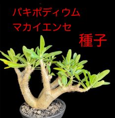 ☆自家採種☆【10粒】パキポディウム マカイエンセ 魔界玉 種子 - メルカリ