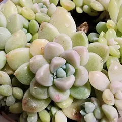 てんてんてまり　ぼのぼのさん苗のサムネイル