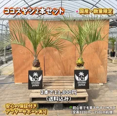2026年最新】ココスヤシ シルバーの人気アイテム - メルカリ