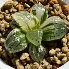 a*k様 多肉植物　ハオルチア　黒鬼寿錦　九尾狐錦　2株セット　糊斑 a*k様 多肉植物 ハオルチア 黒鬼寿錦 九尾狐錦 2株セット 糊斑 - メルカリ