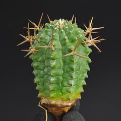 オプンチア ゴメイ オールドメキシコ オプンティア 団扇サボテン