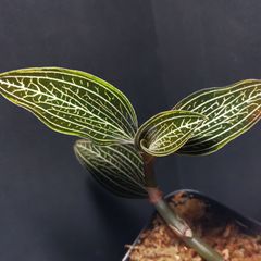Eurycentrum sp. Papua ユーリセントラム パプア - メルカリ