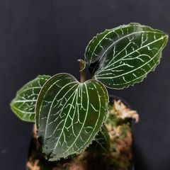 ジュエルオーキッド,アネクトキルスsp中透斑 観葉植物】ジュエルオーキッド 【アネクトキルスsp Hybrid】【高級