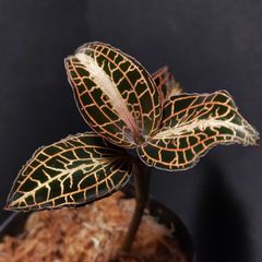 ジュエルオーキッド］Macodes sanderiana 2株セット - メルカリ