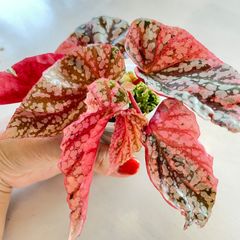 希少 美斑】 コロカシア ファーストピンク colocasia first pink