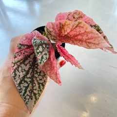 希少美斑コロカシア ファーストピンクcolocasia first pink 希少 美斑】 コロカシア ファーストピンク colocasia first pink