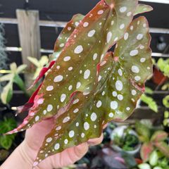 希少 美斑】 コロカシア ファーストピンク colocasia first pink