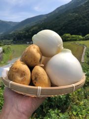 新鮮な玉ねぎとじゃがいもセット 減農薬無農薬化学肥料・除草剤不使用