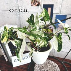 karaco due 数量限定 観葉植物 希少 シンゴニウム フレンチマーブル 5