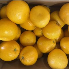 大玉ネーブルオレンジ 18キロ カリフォルニア産 お値打ち 正規品