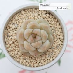 センペルビウム アラクノイデウム 錦 斑入り 超レア - メルカリ
