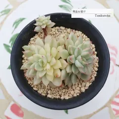 現品 エケベリア 女雛錦 2頭 tk12-32 写真の子 多肉植物 観葉植物 多肉植物通販 エケベリア通販 多年草 インテリア 小さな庭 斑入り 寄せ植え