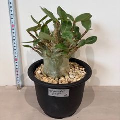タイトル 【発根済】アデニウム コーデックス 塊根植物 良形 美株 観葉