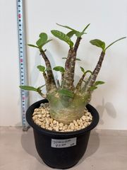 タイトル 【発根済】アデニウム コーデックス 塊根植物 良形 美株 観葉